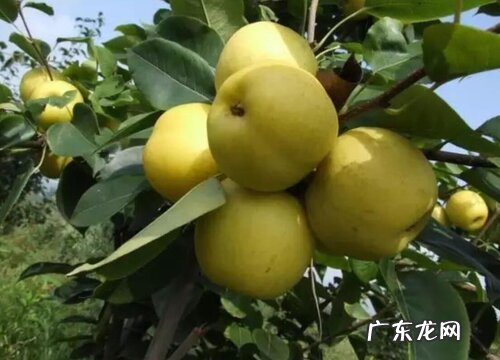 梨子什么时候成熟上市