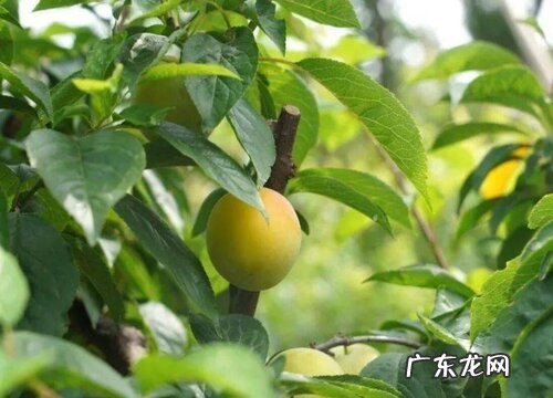 醉李什么时候成熟上市