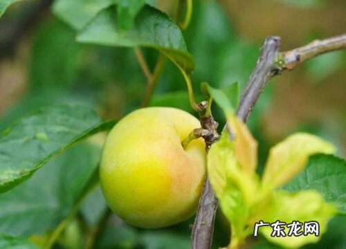 醉李什么时候成熟上市