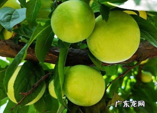 醉李什么时候成熟上市