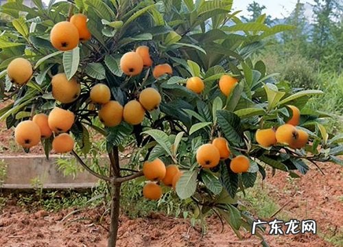 龙泉枇杷什么时候成熟上市