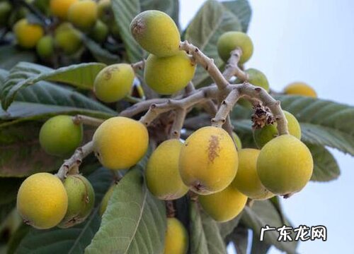 龙泉枇杷什么时候成熟上市