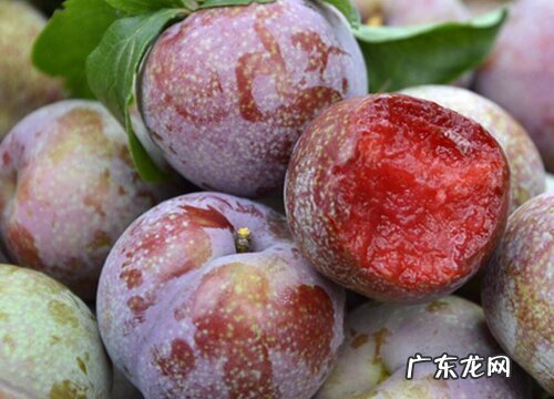 红心李子什么时候成熟上市