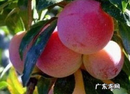 红心李子什么时候成熟上市