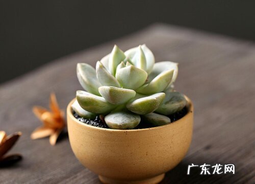 白牡丹种子怎么种植