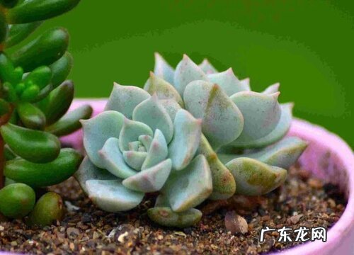 白牡丹种子怎么种植