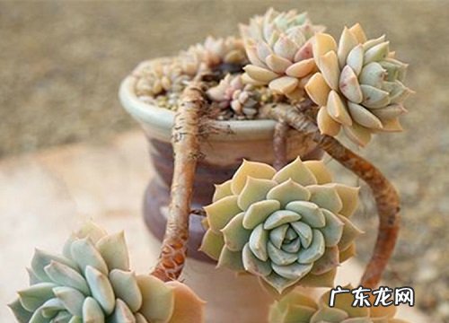 白牡丹种子怎么种植