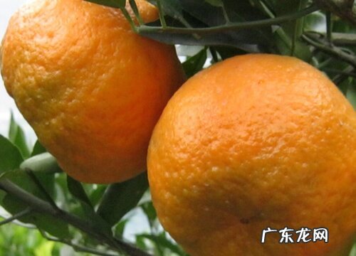 柑橘什么时候成熟上市
