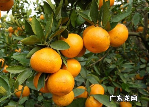 柑橘什么时候成熟上市