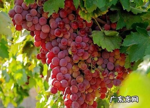 新疆葡萄什么时候成熟上市