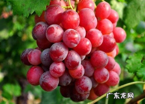 新疆葡萄什么时候成熟上市