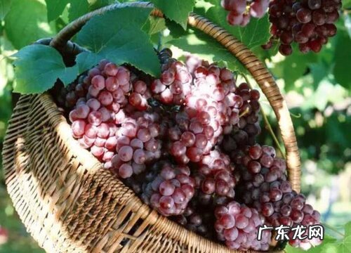 新疆葡萄什么时候成熟上市