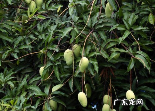 芒果怕冻吗