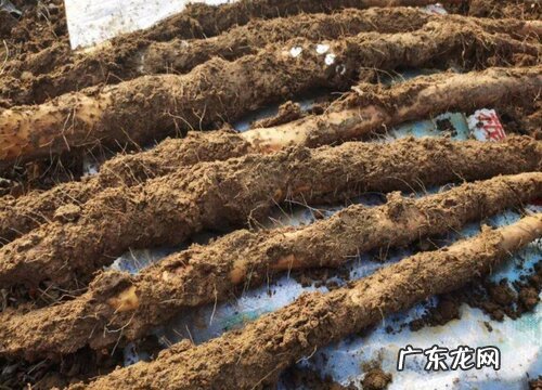 山药什么时候成熟上市