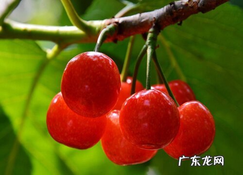 连云港樱桃什么时候成熟上市