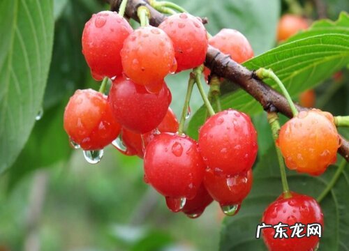 日照樱桃什么时候成熟上市