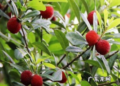 宁波杨梅什么时候成熟上市