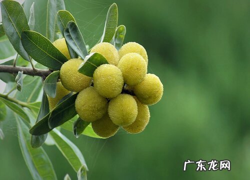 宁波杨梅什么时候成熟上市