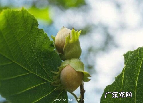 榛子什么时候成熟上市