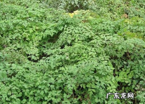 当归生长环境条件及特点