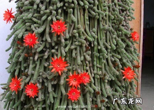 仙人指怎么养才开花