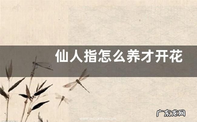 仙人指怎么养才开花
