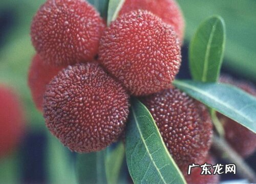 仙居杨梅什么时候成熟上市