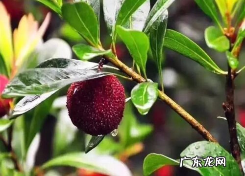 仙居杨梅什么时候成熟上市