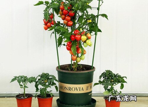 小番茄什么时候成熟上市