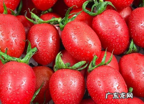 小番茄什么时候成熟上市