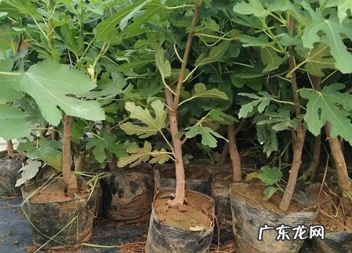 无花果怕冻吗