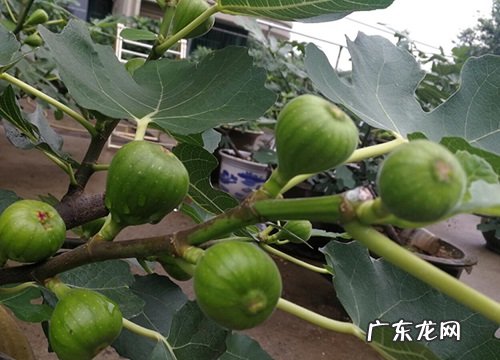 无花果怕冻吗