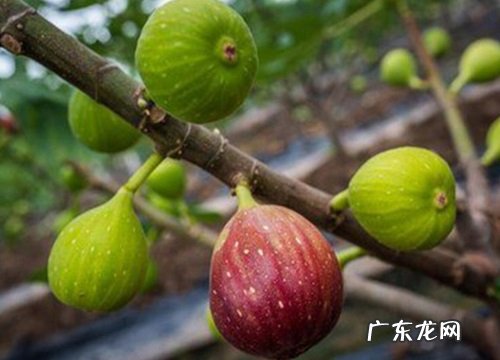 无花果怕冻吗
