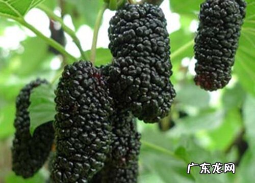 桑椹什么时候成熟上市