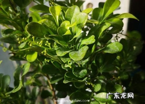 米兰喜欢阳光吗