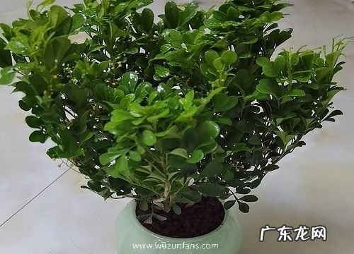 米兰喜欢阳光吗