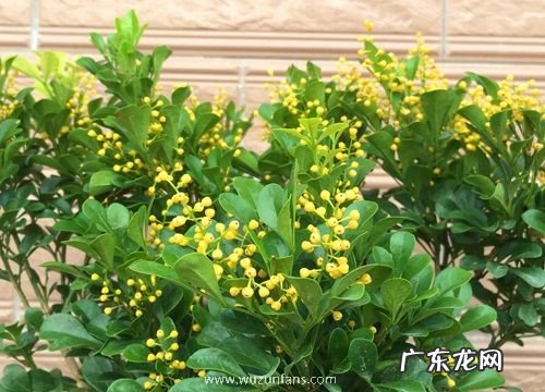 米兰喜欢阳光吗