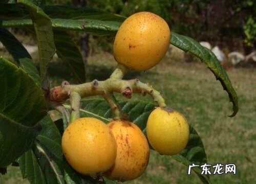 北方枇杷什么时候成熟上市