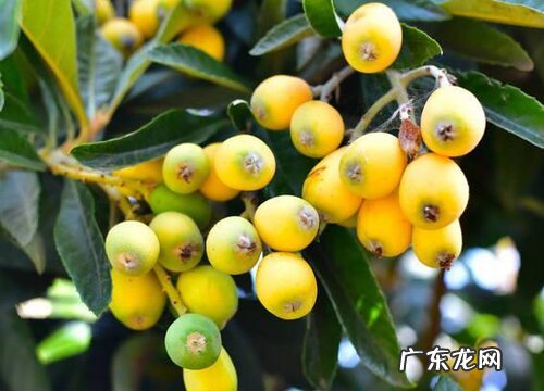 北方枇杷什么时候成熟上市