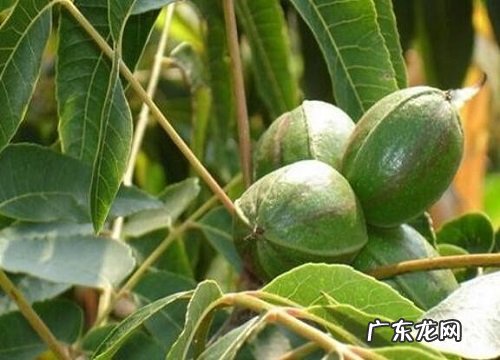 核桃什么时候成熟上市