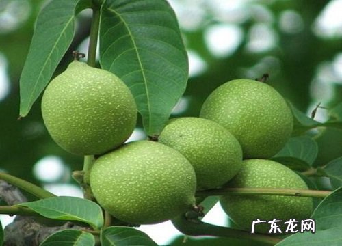 核桃什么时候成熟上市