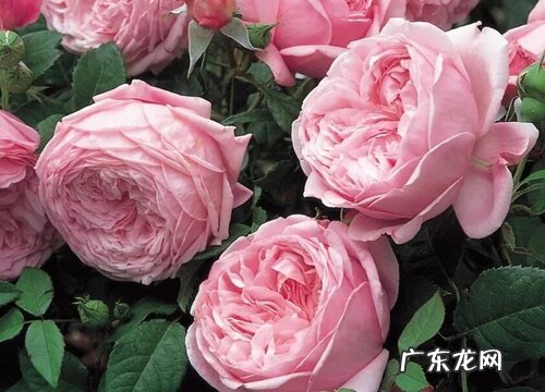 月季的养殖方法和注意事项有哪些