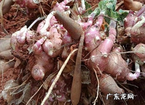 雪莲果什么时候成熟上市