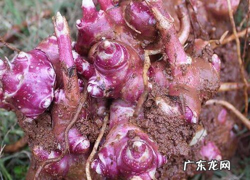 雪莲果什么时候成熟上市