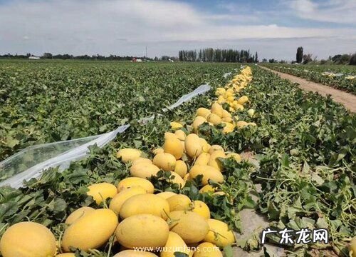 哈密瓜的生长环境及生长地方条件