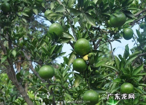 青桔子什么时候成熟上市