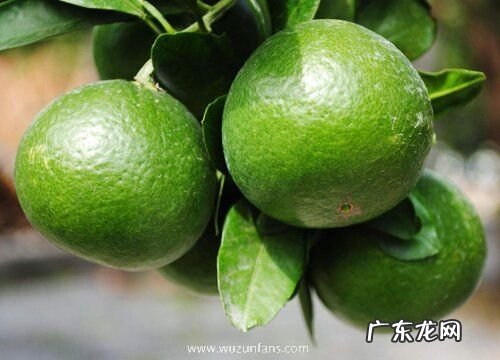 青桔子什么时候成熟上市