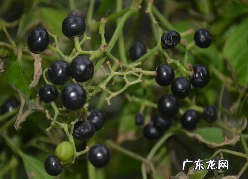 龙葵几月份种植合适