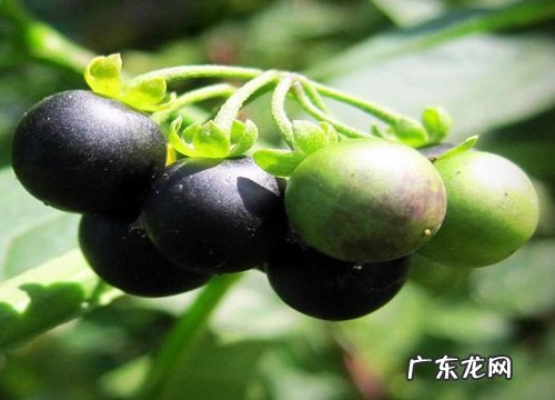 龙葵几月份种植合适