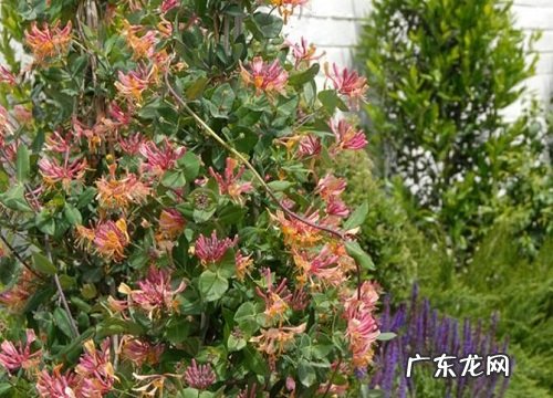 新房养什么花好